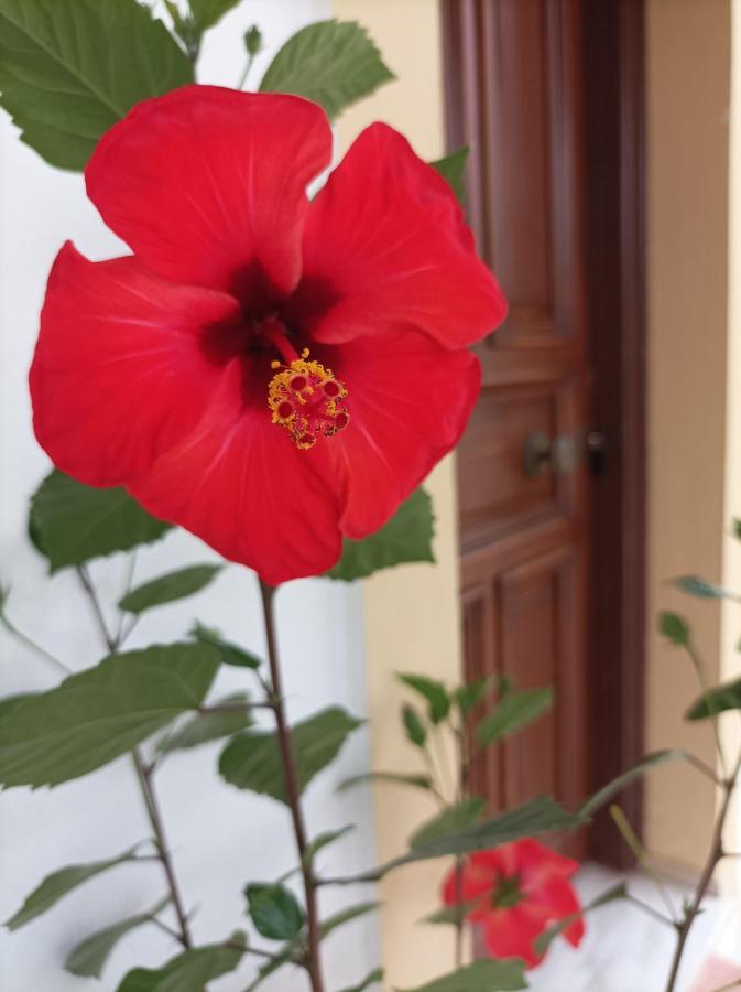 Demy's Studio * Acharavi (Corfu)
